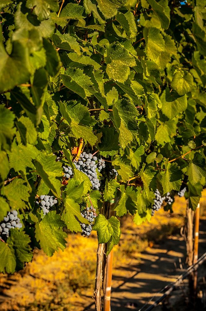 Washington State-Zillah Harvest of rows of Cabernet Sauvignon in a Yakima Valley vineyard
